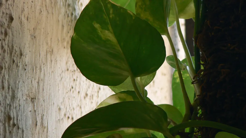 A healthy trailing houseplant cascading over the rim of its pot