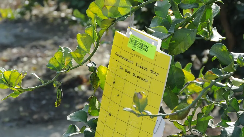 A yellow sticky trap with a grid pattern hanging among plant stems