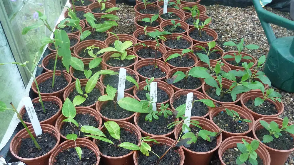 Rows of small potted cuttings in moist potting soil in a greenhouse
