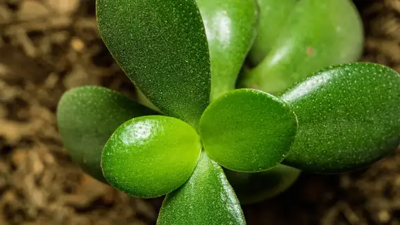 Macro shot of a jade plant showcasing its vibrant, fleshy leaves in detail.