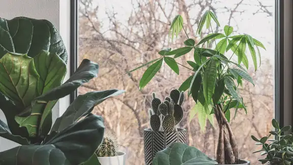 A collection of lush indoor plants and cacti by a sunlit window, creating a serene natural setting.