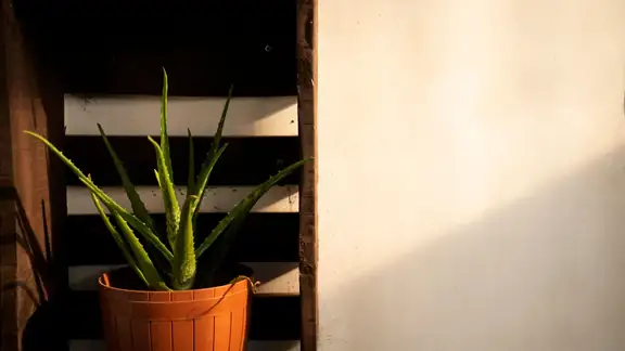Aloe vera plant in a brown pot against a wooden backdrop, lit by soft sunlight