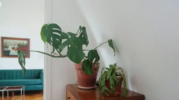 Potted Monstera and succulent on a wooden dresser in a warm, sunlit living room