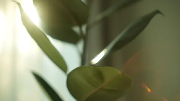 A rubber plant with large, glossy leaves in an indoor pot