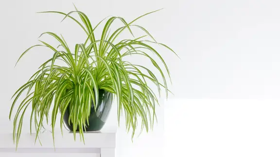 A spider plant with arching variegated leaves in a dark pot