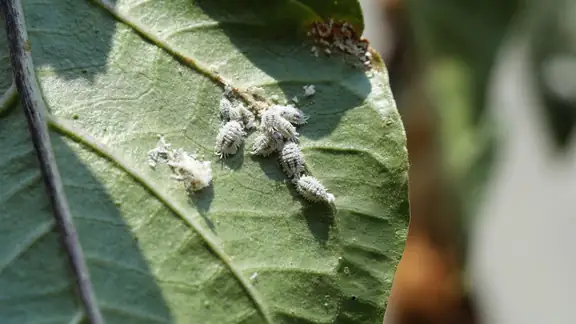 White cottony mealybugs clustered on a green houseplant leaf