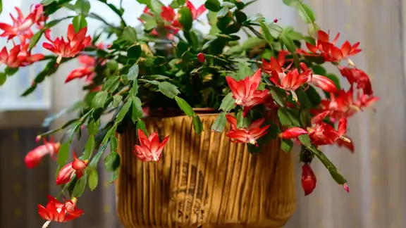 Bright red Christmas cactus blooms cascading from a rustic wooden pot indoors.