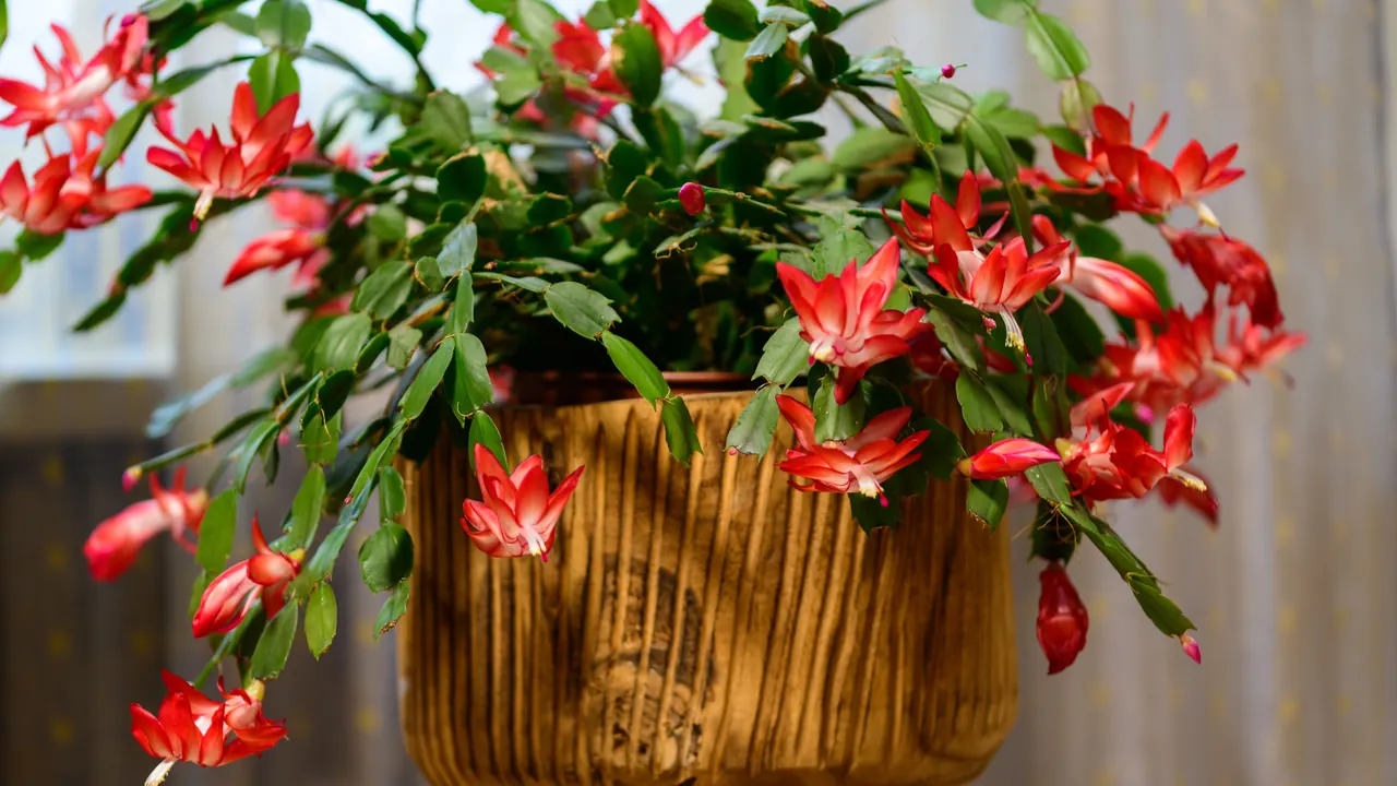 Bright red Christmas cactus blooms cascading from a rustic wooden pot indoors.