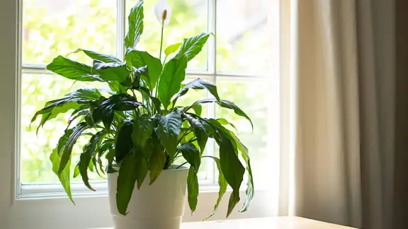 A healthy peace lily with deep green leaves in a pot on a windowsill