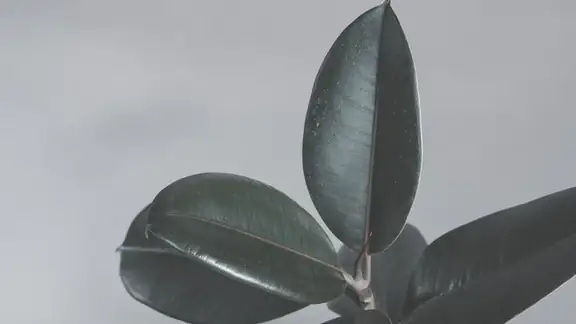 Detailed close-up of glossy Ficus Elastica leaves with a soft gray background, showcasing natural beauty and texture.