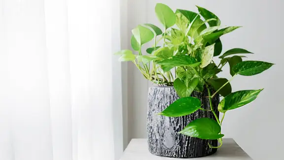 A golden pothos with heart-shaped variegated leaves in a pot