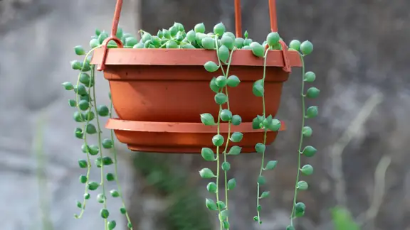 A string of pearls plant trailing from a hanging terracotta pot