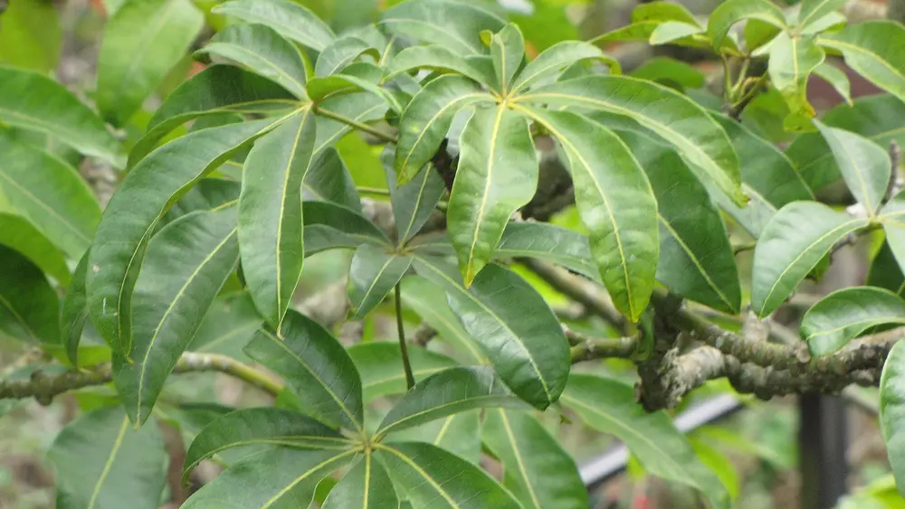 Close-up of a money tree's hand-shaped (palmate) green leaves