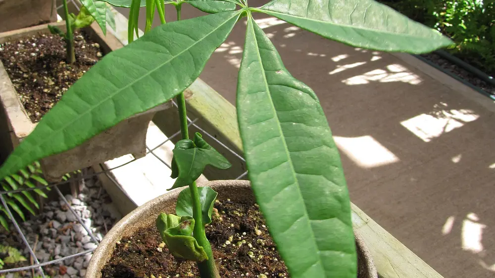 A young money tree (Pachira aquatica) in a terracotta pot with new leaves unfurling