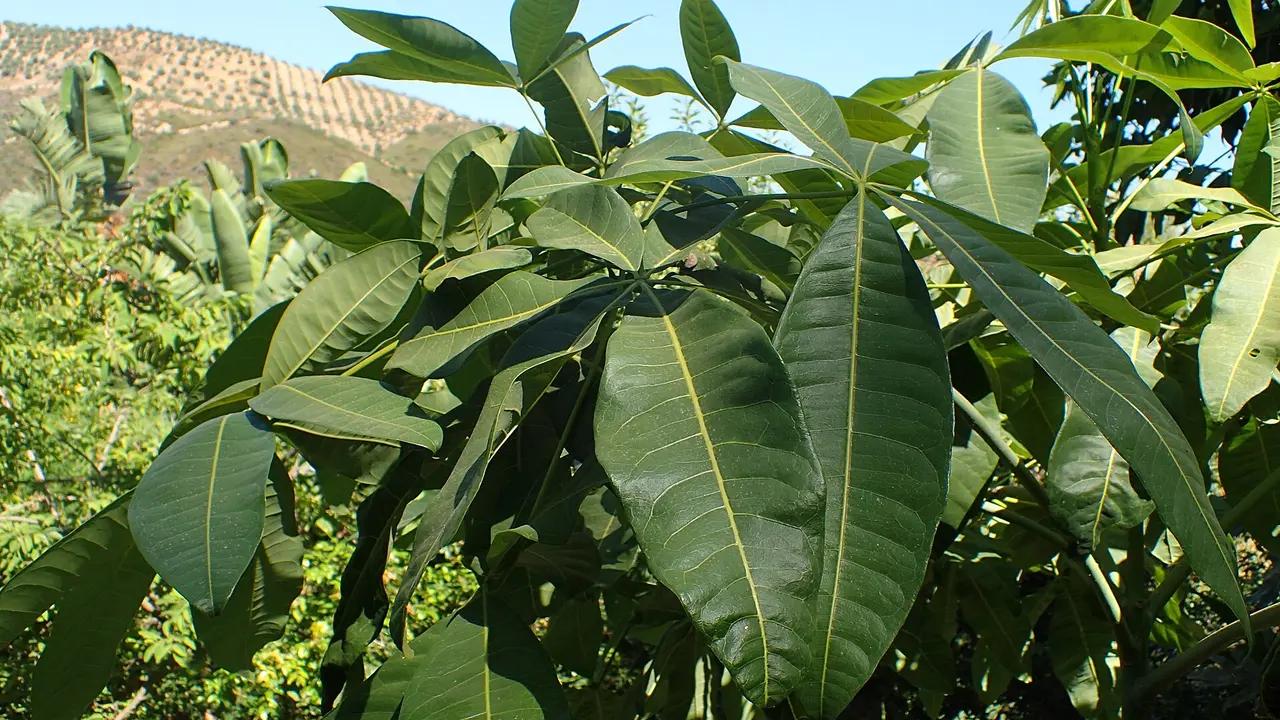 Potted money tree and other indoor plants beside a sunlit window