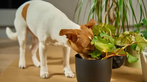 A small dog sniffing a potted houseplant on the floor