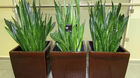 A vibrant snake plant in a ceramic pot basking in natural sunlight indoors.