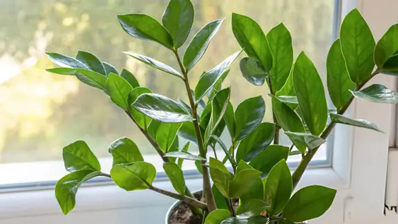 A ZZ plant with glossy green leaves on a sunny windowsill