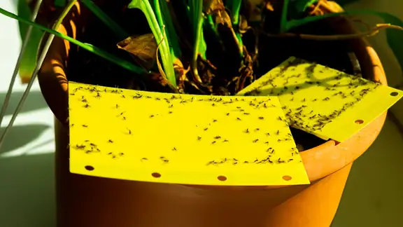 A yellow sticky trap staked in the soil of a potted houseplant